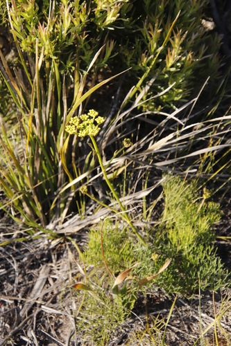 Image of Nanobubon strictum by (c) Tony Rebelo, some rights reserved (CC BY-SA)