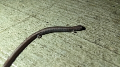 Batrachoseps gregarius