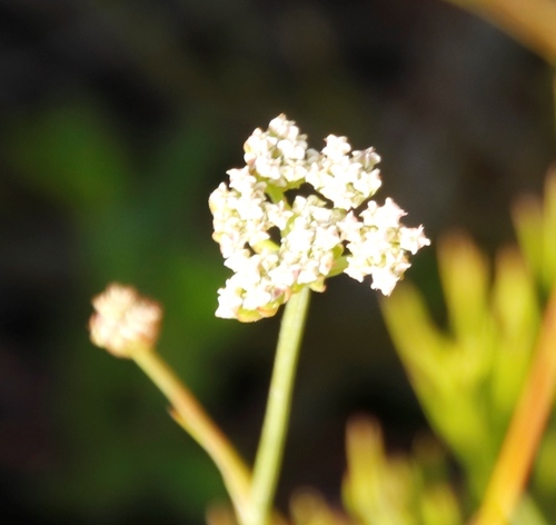 Image of Nanobubon strictum by (c) Tony Rebelo, some rights reserved (CC BY-SA)