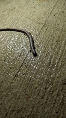 Batrachoseps gregarius