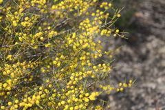 Acacia acellerata