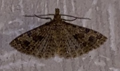 Alucita hexadactyla