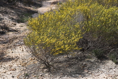 Acacia acellerata