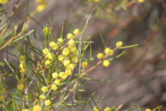 Acacia acellerata