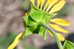Tetragonotheca repanda