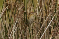 Spartonoica maluroides