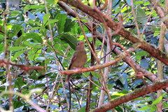 Phylloscartes ventralis