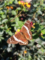 Anartia fatima