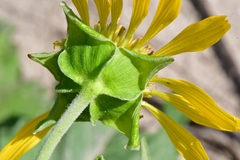 Tetragonotheca repanda