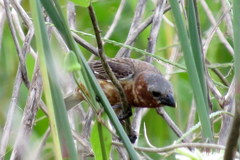 Sporophila cinnamomea