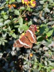 Anartia fatima