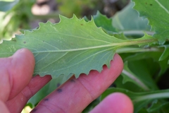 Tetragonotheca repanda