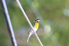 Spindalis portoricensis
