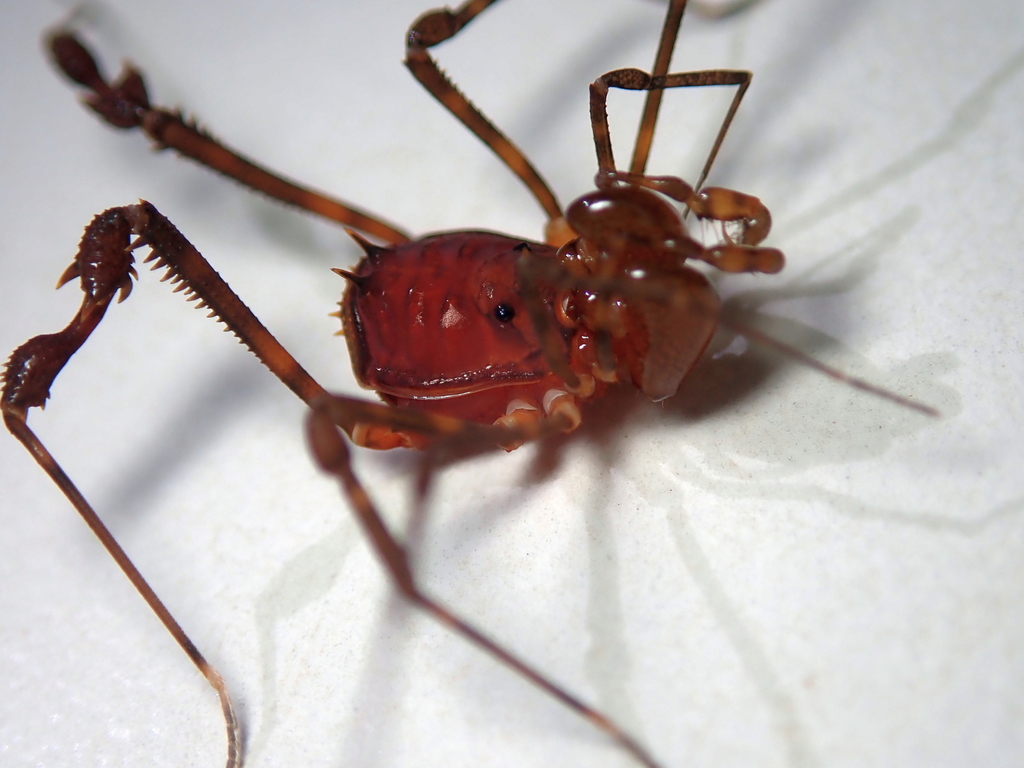 daddy longlegs