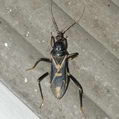 Rasahus sulcicollis