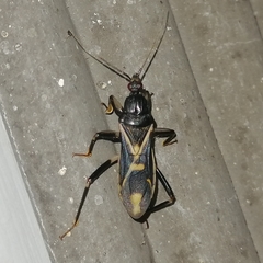 Rasahus sulcicollis