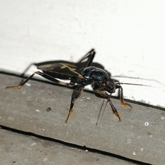 Rasahus sulcicollis