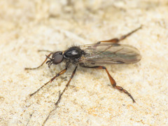 Bibio femoralis