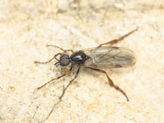 Bibio femoralis