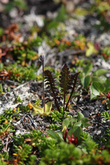 Pedicularis lapponica