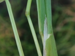 Lamarckia aurea image