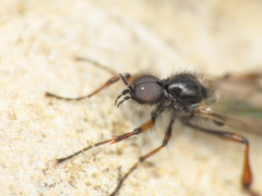 Bibio femoralis