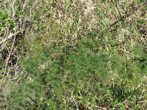 Canary Islands Asparagus (Asparagus scoparius)