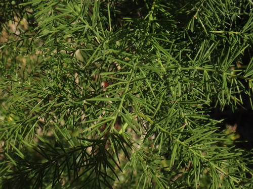 Asparagus scoparius, photograph 1
