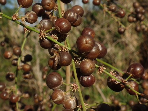 Asparagus scoparius, photograph 2