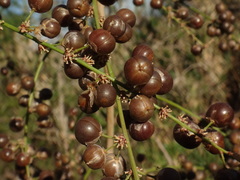 Asparagus scoparius image