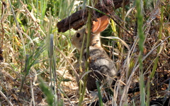 Lepus californicus