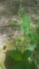 Dichanthelium latifolium