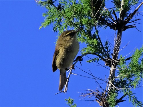 Mosquitero canario (Phylloscopus canariensis)