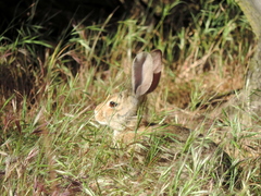 Lepus californicus
