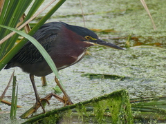 Butorides virescens image