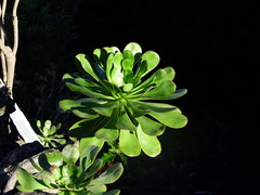 Aeonium urbicum image