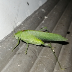 Grammadera steinbachi