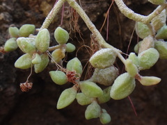 Monanthes laxiflora image