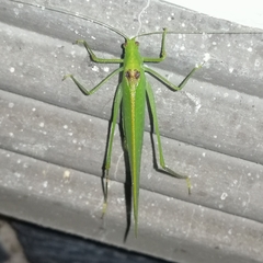 Grammadera steinbachi