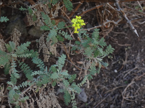 Descurainia millefolia (Descurainia millefolia)
