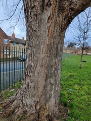 Viscum album