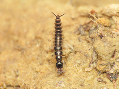Nebriinae