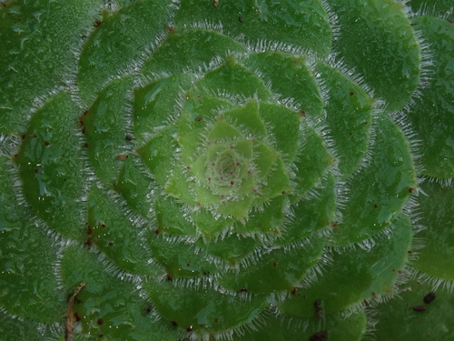 Image of Saucer plant by (c) Christian Berg, some rights reserved (CC BY)