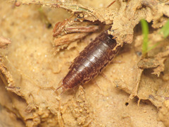 Chaetophiloscia elongata