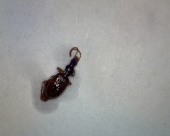 Oxypselaphus obscurus