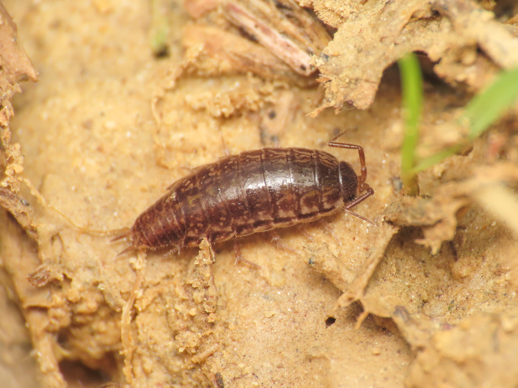 Chaetophiloscia elongata