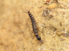 Nebriinae