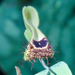 Aristolochia tentaculata