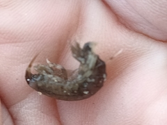 Gammarus lacustris
