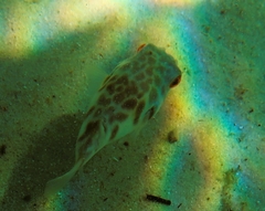 Tetractenos glaber